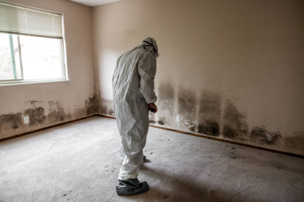 Why You Should Choose Our Mold Remediation Services in Licking, MO